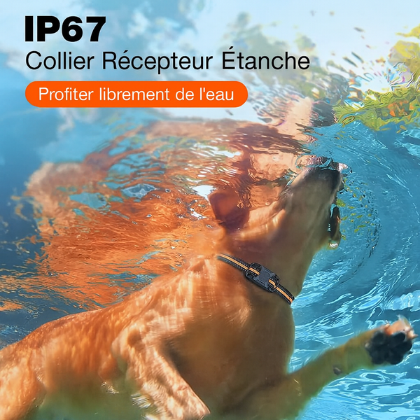 Collier Éducatif pour Chiens